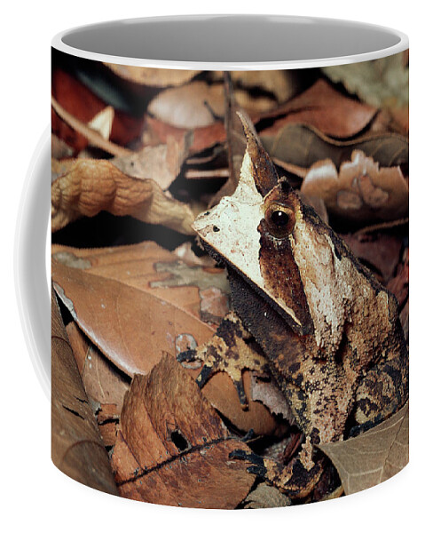 00511665 Coffee Mug featuring the photograph Horned Frog Camouflaged in Leaf Litter by Michael and Patricia Fogden