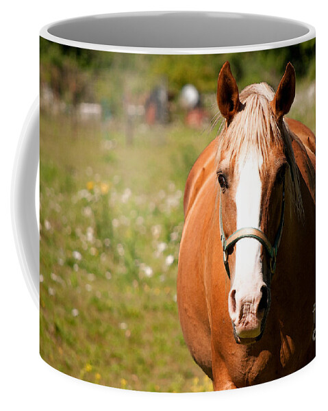 Horse Coffee Mug featuring the photograph Horse Howdy by Gwyn Newcombe