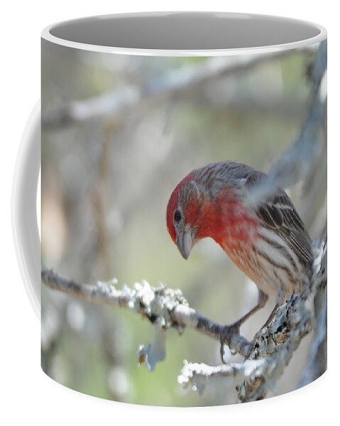 House Finch Coffee Mug featuring the photograph House Finch by Frank Madia