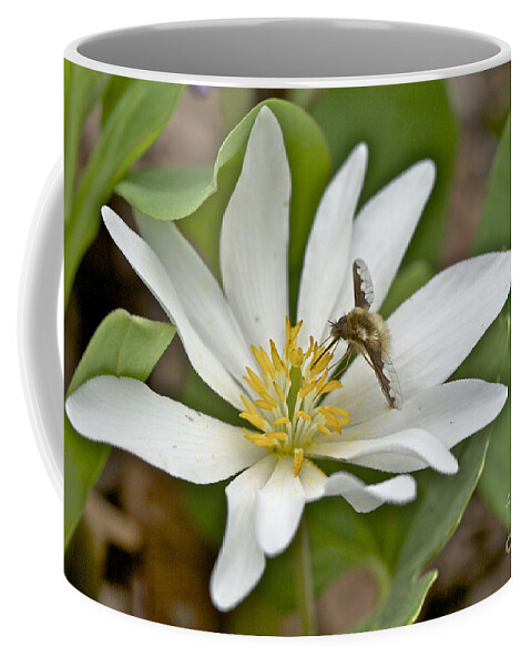 Hoverfly Coffee Mug featuring the photograph Hoverfly - Syrphid Fly - on Bloodroot Wildflower by Carol Senske