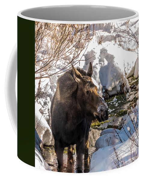 https://render.fineartamerica.com/images/rendered/default/frontright/mug/images-medium-5/how-to-stay-warm-in-winter-yeates-photography.jpg?&targetx=233&targety=0&imagewidth=333&imageheight=333&modelwidth=800&modelheight=333&backgroundcolor=1A2607&orientation=0&producttype=coffeemug-11
