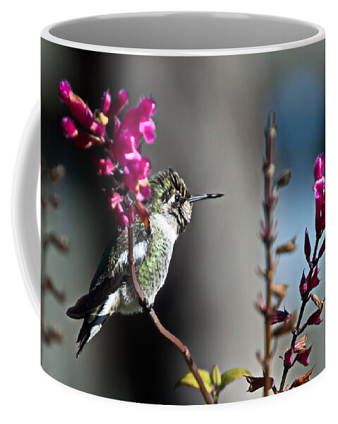 Hummingbird Coffee Mug featuring the photograph Hummingbird by Christina Ochsner