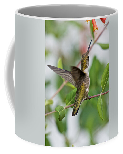 Bird Portraits Coffee Mug featuring the photograph Hummingbird Reaching for the Blossoms by Kristin Hatt
