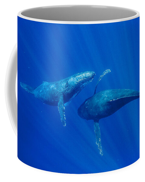 Feb0514 Coffee Mug featuring the photograph Humpback Whale Males Interacting Maui by Flip Nicklin