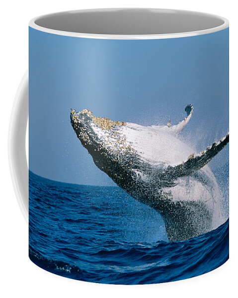 Photography Coffee Mug featuring the photograph Humpback Whale Megaptera Novaeangliae by Panoramic Images
