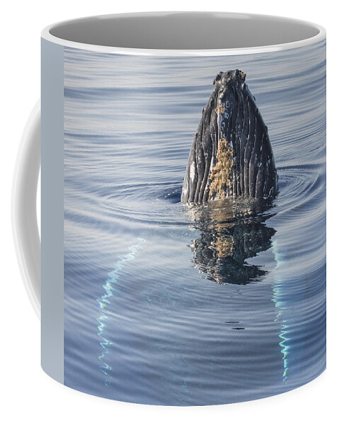 Flip Nicklin Coffee Mug featuring the photograph Humpback Whale Spyhopping Maui Hawaii by Flip Nicklin
