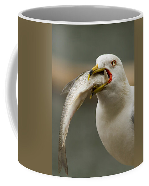 Ring-billed Coffee Mug featuring the photograph Hungry Bird by Mircea Costina Photography