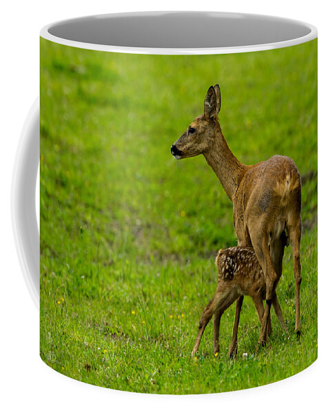 Hungry Roe Deer Fawn Coffee Mug featuring the photograph Hungry by Torbjorn Swenelius