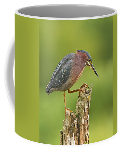 John Vose Coffee Mug featuring the photograph Hunting Green Heron by John Vose