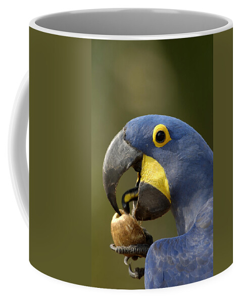 Feb0514 Coffee Mug featuring the photograph Hyacinth Macaw Cracking Piassava Palm by Pete Oxford