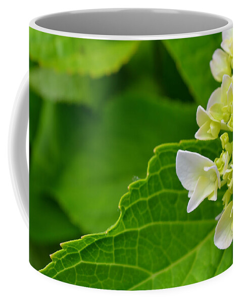 Hydrangea Coffee Mug featuring the photograph Hydrangea #1 by Beth Venner