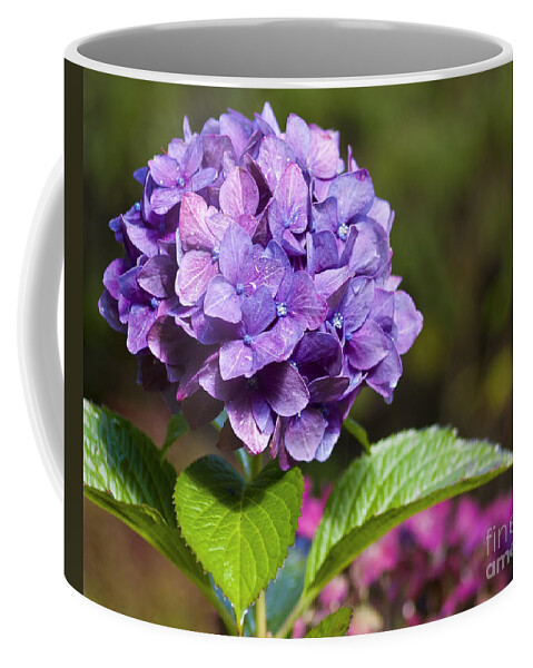 Hydrangea Coffee Mug featuring the photograph Hydrangea by Belinda Greb