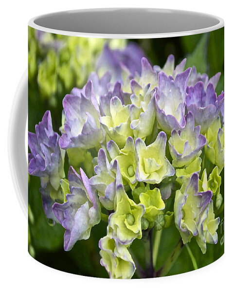Hydrangea Coffee Mug featuring the photograph Hydrangeas Galore by Gwyn Newcombe