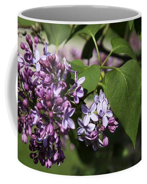 Lilac Shrub Coffee Mug featuring the photograph I Love Lilacs by Thomas Young