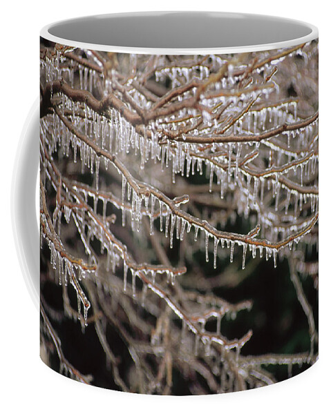 00201783 Coffee Mug featuring the photograph Ice And Icicles Covering Tree Branches by Gerry Ellis