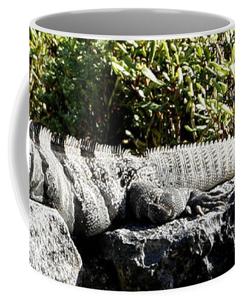 Iguana Coffee Mug featuring the photograph Iguana by Marilyn Hunt