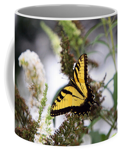 Hummingbird Coffee Mug featuring the photograph Illuminating by John Freidenberg