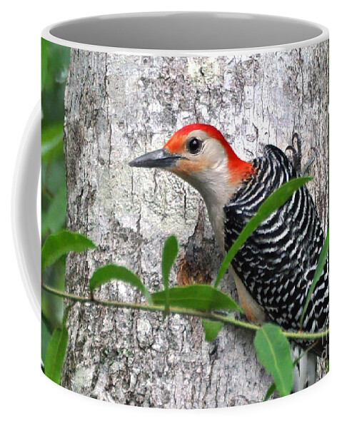 Woodpecker Coffee Mug featuring the photograph I'm So Handsome - Red Bellied Woodpecker by Kathy Baccari