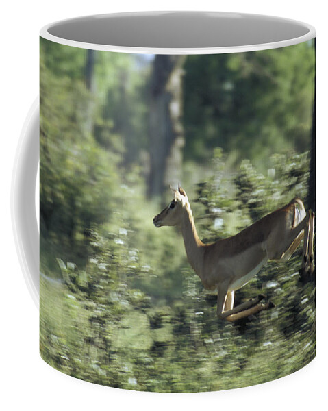 Nature Coffee Mug featuring the photograph Impala Aepyceros Melampus by Mark Newman