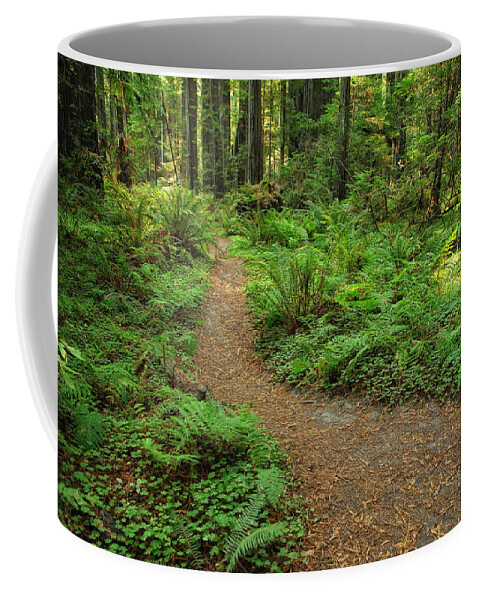 Fern Coffee Mug featuring the photograph In Ferns And Clover by Donna Blackhall