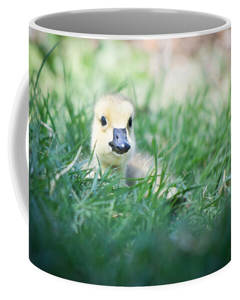 Bird Coffee Mug featuring the photograph In The Grass by Priya Ghose