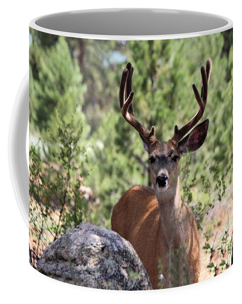 Mule Deer Coffee Mug featuring the photograph In The Shade by Shane Bechler