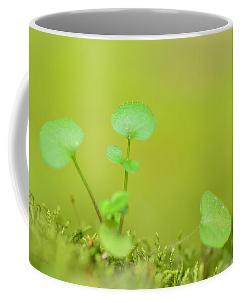Botanical Coffee Mug featuring the photograph In The Valley Of The Leprechauns by Donna Blackhall
