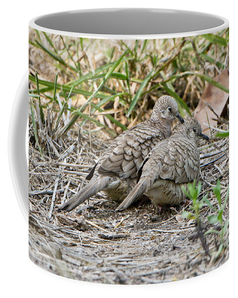 Inca Dove Coffee Mug featuring the photograph Inca Doves by Anthony Mercieca