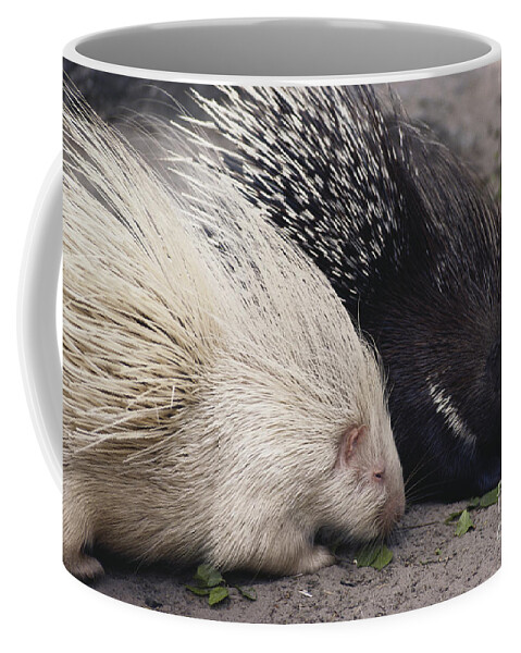 Nature Coffee Mug featuring the photograph Indian-crested Porcupines Normal by Tom McHugh