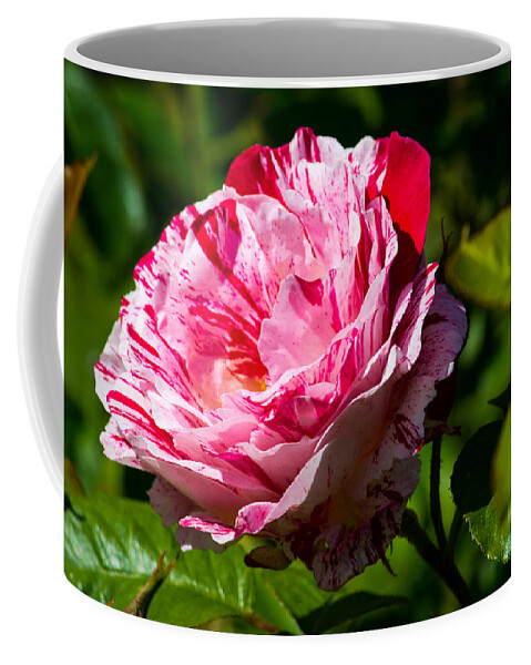 Red Rose Coffee Mug featuring the photograph Innocent Love by Tikvah's Hope