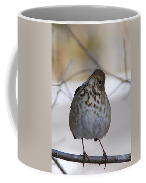 Hermit Thrush Coffee Mug featuring the photograph Inquisitive Hermit Thrush by Cascade Colors