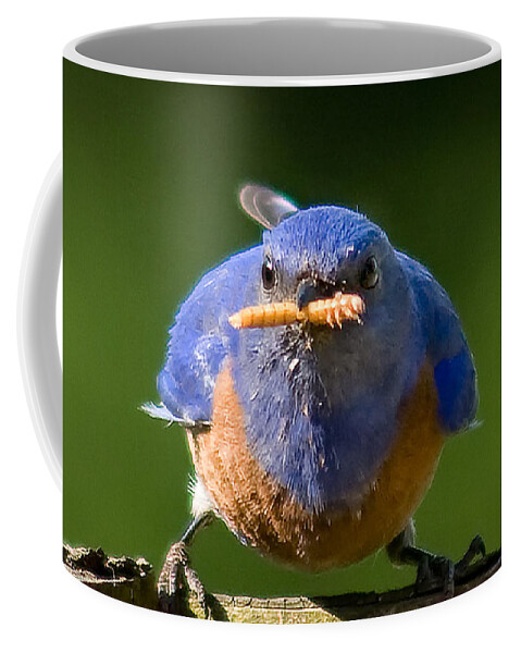 Animals Coffee Mug featuring the photograph Interupted by Jean Noren