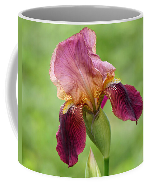 Iris Coffee Mug featuring the photograph Iris in the Breeze by Sandy Keeton