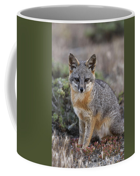 Ch'ien Lee Coffee Mug featuring the photograph Island Fox California by Ch'ien Lee