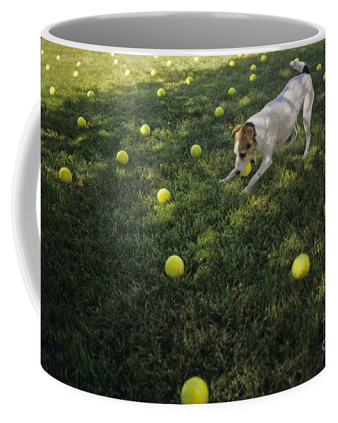 Jack Russell Terrier Coffee Mug featuring the photograph Jack Russell Terrier tennis balls by Jim Corwin
