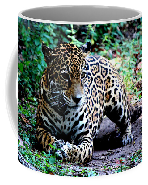 Jaguar Coffee Mug featuring the photograph Jaguar Crouching by Kathy White