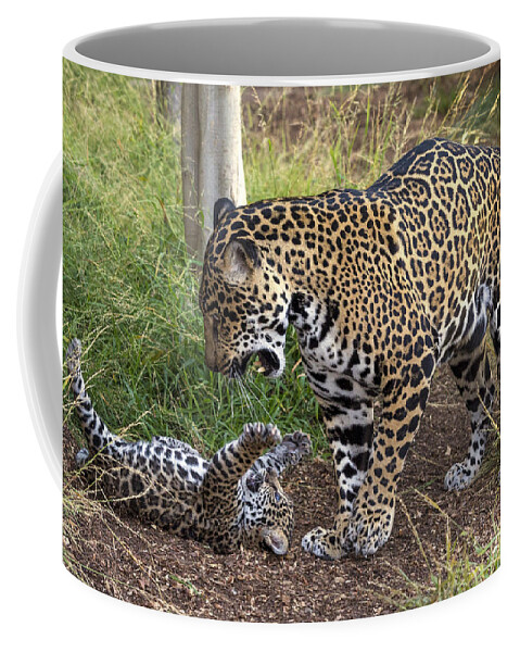 Feb0514 Coffee Mug featuring the photograph Jaguar Cub Playing With Mother by San Diego Zoo