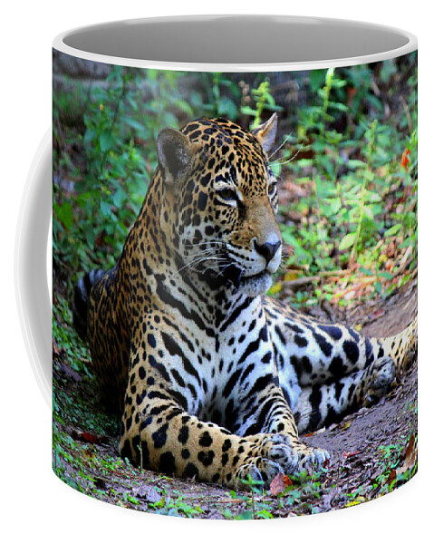 Big Cats Coffee Mug featuring the photograph Jaguar Resting from Play by Kathy White