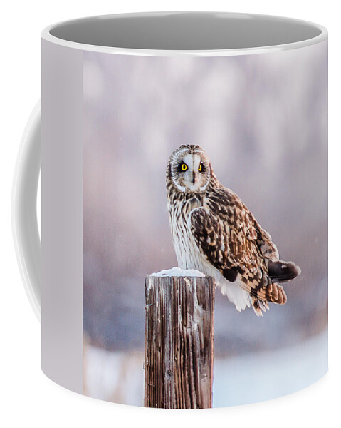 Short-eared Owl Coffee Mug featuring the photograph January Cold by Yeates Photography