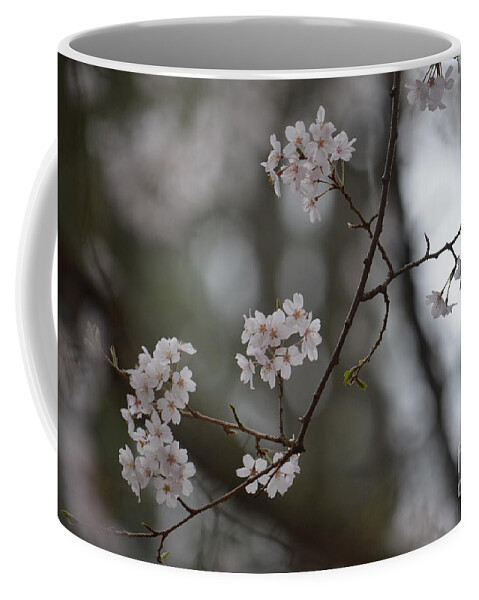 Japanese Cherry Blossoms Coffee Mug featuring the photograph Japanese Cherry Blossoms by Maria Urso