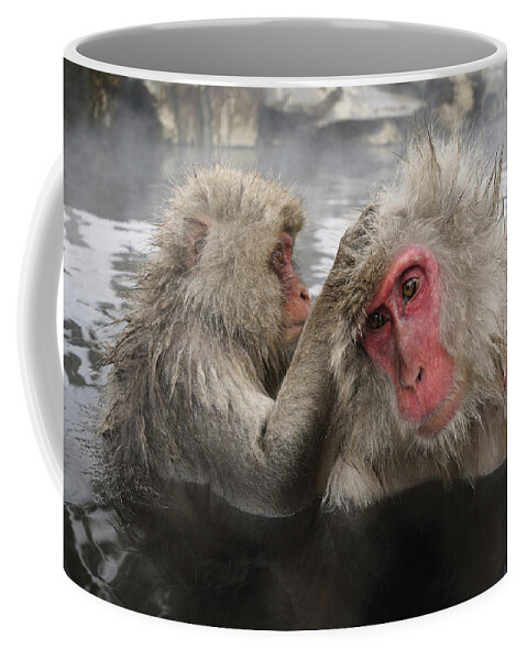 534269 Coffee Mug featuring the photograph Japanese Macaque Grooming In Hot Spring by Hiroya Minakuchi