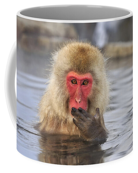 Thomas Marent Coffee Mug featuring the photograph Japanese Macaque In Hot Spring by Thomas Marent