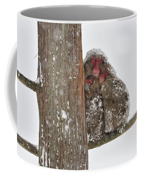 Thomas Marent Coffee Mug featuring the photograph Japanese Macaque Mother With Young by Thomas Marent