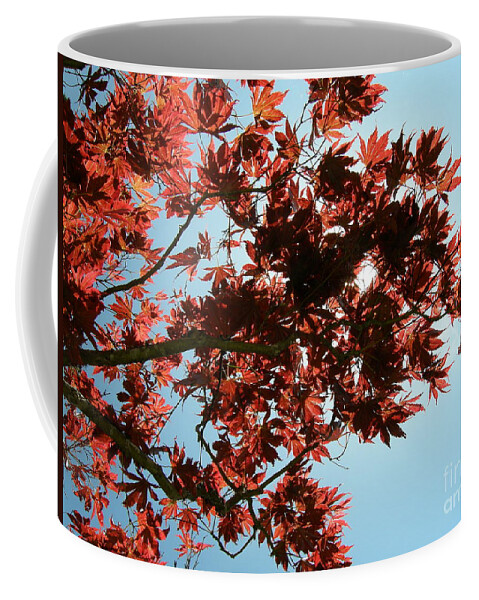 Japanese Maple Coffee Mug featuring the photograph Japanese Maple Against Blue Sky by Bev Conover