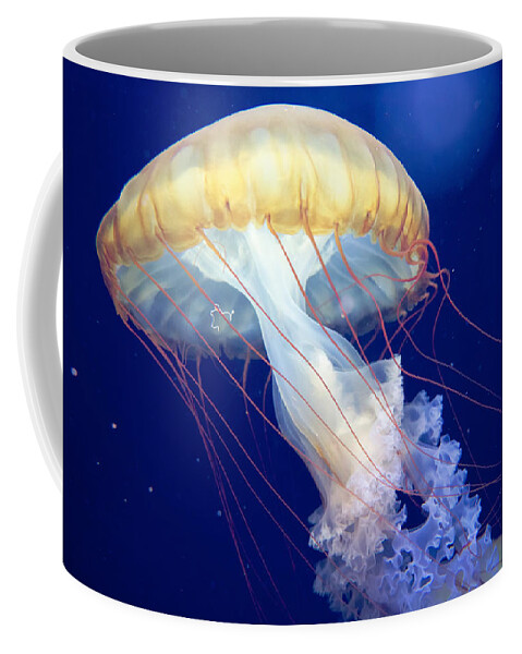 Japanese Sea Nettle Coffee Mug featuring the photograph Japanese Sea Nettle Chrysaora Pacifica by Mary Lee Dereske