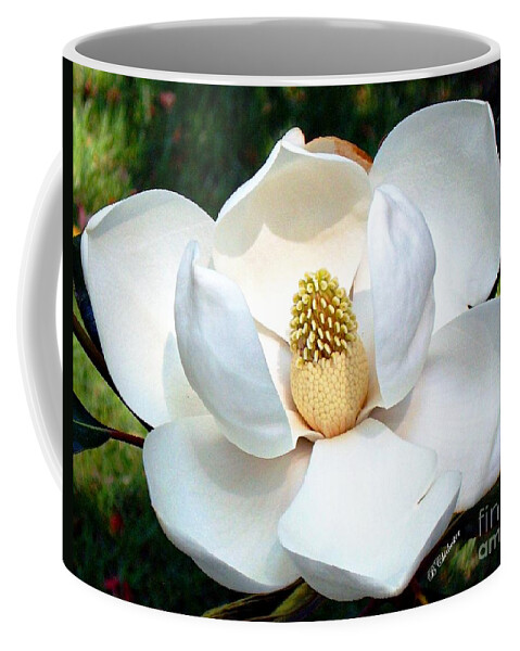 Flower Coffee Mug featuring the photograph John's Magnolia by Barbara Chichester