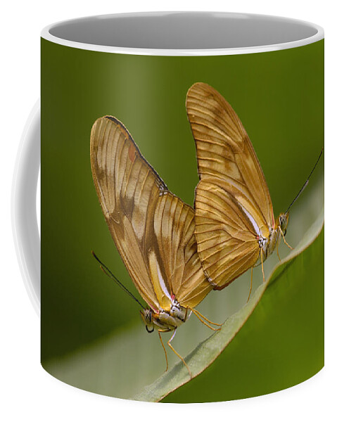 Feb0514 Coffee Mug featuring the photograph Julia Butterflies Mating Mindo Cloud by Pete Oxford