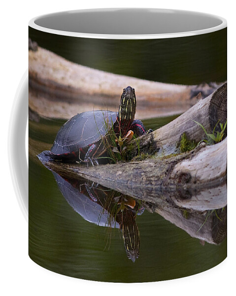 Midland Painted Turtle Coffee Mug featuring the photograph Just chillin.. by Nina Stavlund