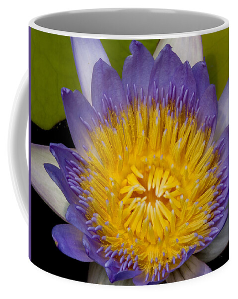Water Coffee Mug featuring the photograph Just Opening Purple and Yellow Waterlily by Jean Noren