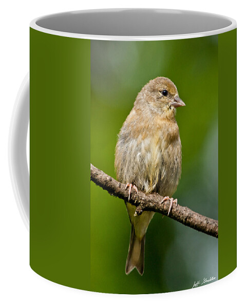 American Goldfinch Coffee Mug featuring the photograph Juvenile American Goldfinch by Jeff Goulden